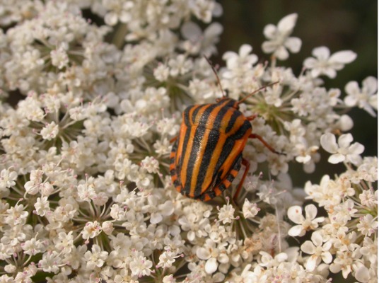 Graphosoma euro-mediterranei